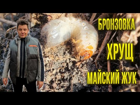 Видео: Злейший враг нашего сада и огорода хрущ и бронзовка столь похожи но вредят нам по разному