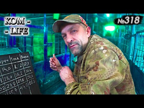 Видео: ✅ Откорм "Мини-пига" / Четвёртое взвешивание