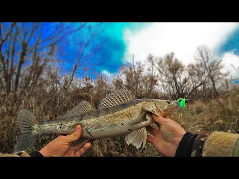 Видео: Рыбалка на Судака на  реке Свислочь | Ловля Судака в Декабре