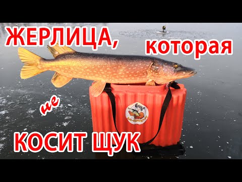 Видео: Жерлица, которая не КОСИТ ЩУК