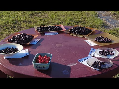 Видео: Большая Дегустация Ирги! Разные сорта и виды!