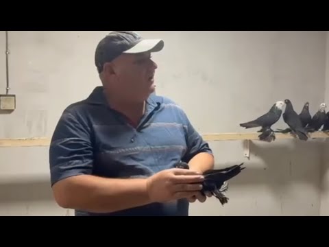 Видео: "Карагандинские курчие вертолёты ".В гостях у Равиля Шаипкина из Караганды .