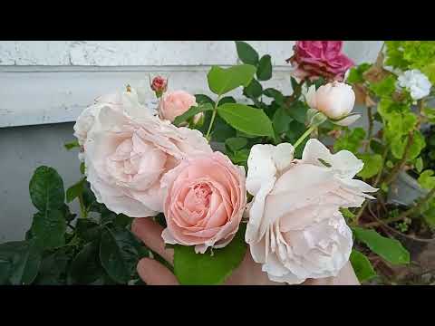 Видео: Сад после ливня,с градом! Будем цвести! 17августа⛈️🌈🌹