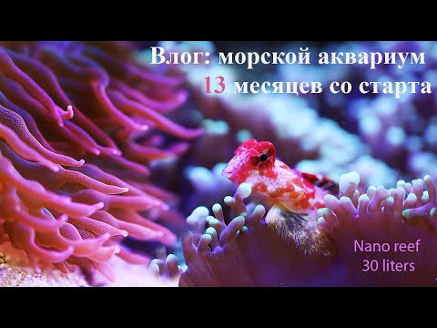 Видео: Актиния снова хулиганит: отвалился ус?! Красная мандаринка. Влог: морской риф 13 месяцев со старта.