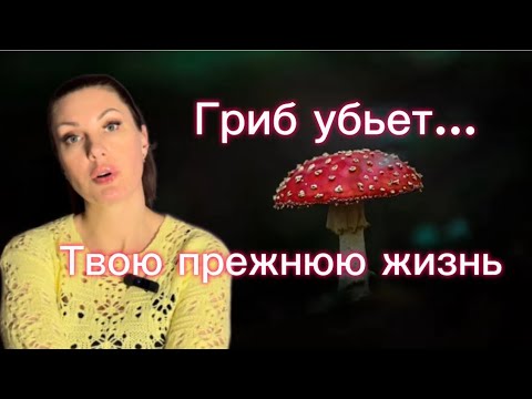 Видео: ПЯТЬ ПРИЧИН ЕСТЬ 🍄 МУХОМОР/Микродозинг для движения вперед