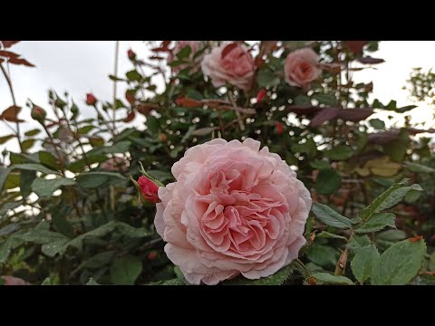 Видео: Розы🌹Тульская область Начало цветения 2024.