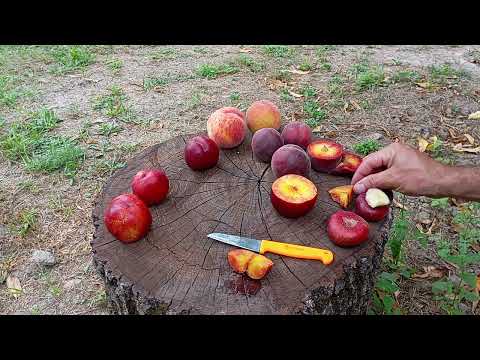 Видео: 24.07.2024.огляд нектаринів: Донат,Карене,Гарофа. персиків: Роял Маджестік та персик невідомий.