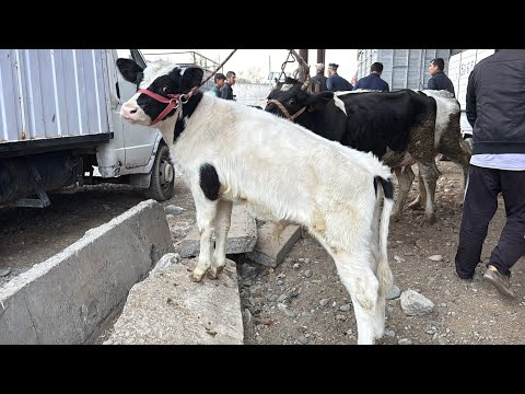 Видео: МОЛБОЗОРИ РЕГАР БОЗОРИ ПАХТАОБОД НАРХИ ГОВИ ШИРТЕ 5 октября 2025 г.