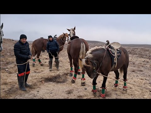 Видео: Аспхои овозадор...Отлар билан Танишамиз 4.01.2025 Коражингил