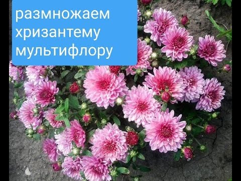 Видео: размножаем хризантему мультифлору осенью цветущим кустом