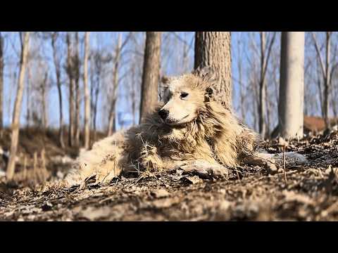 Видео: Его безжалостно привязали к дереву, игнорировали, и он терял доверие к людям.