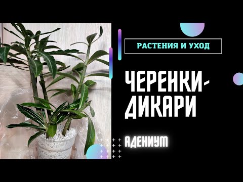 Видео: ЧЕРЕНКИ АДЕНИУМА в перлите и грунте #адениум #adenium