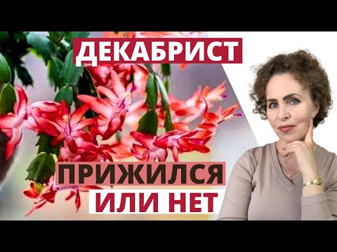 Видео: ДЕКАБРИСТ из сегмента - как пересадить, тонкости и алгоритм посадки.