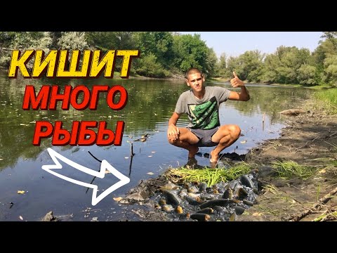 Видео: Ловушка для рыбы | Рыбы просто кишит