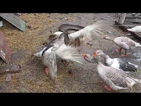 Видео: Гуси