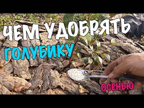 Видео: Чем удобрять голубику осенью. Уход за голубикой