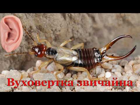 Видео: Вуховертка звичайна або щипавка - комаха про яку існує багато домислів та чуток. Чи вірні вони?