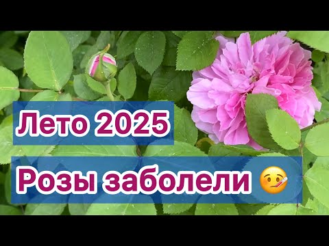 Видео: РОЗЫ ЗАБОЛЕЛИ! ШОК И СТРЕСС У РОЗ ПОСЛЕ ЗАМОРОЗКОВ И ЖАРЫ!