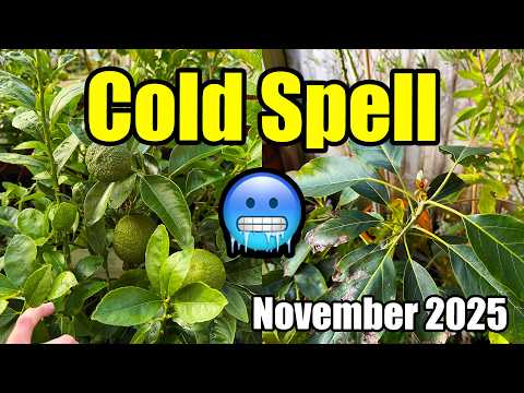Видео: Предупреждение о холодной погоде 🥶❄️ — Какие растения нуждаются в защите? — Ноябрь 2025 г.
