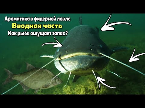 Видео: Как рыба ощущает запах ? Ароматика в фидерной ловле . Часть 1 .