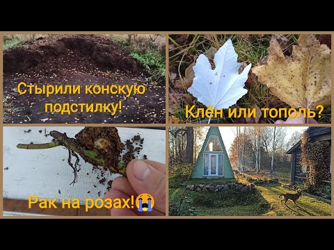 Видео: Опять засада!😰 Воруют конскую подстилку!😡 Рак у молодых роз!!!