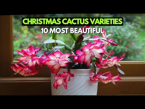 Видео: 10 самых красивых рождественских сортов кактусов | Великолепное праздничное цветение