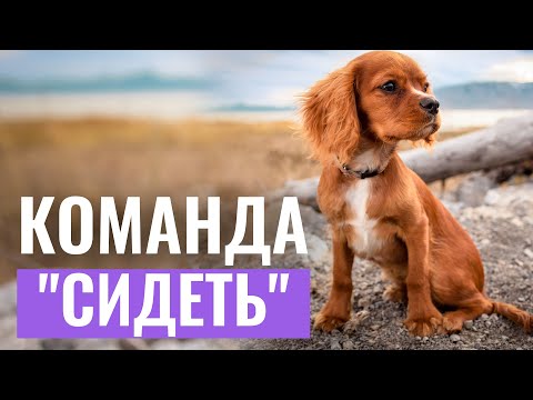 Видео: КАК ЛЕГКО ОБУЧИТЬ СОБАКУ КОМАНДЕ “СИДЕТЬ”? Этот способ 100% работает!