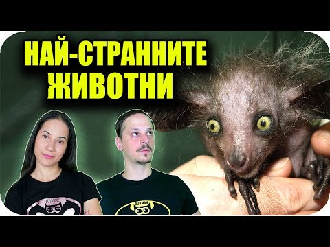 Видео: ТОП 10 НАЙ-СТРАННИ ЖИВОТНИ