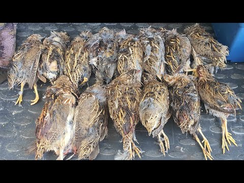 Видео: Охота на перепела с курцхааром.