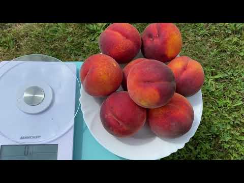 Видео: Персик СИМФОНІЯ! Яскравий вигляд та чудовий смак