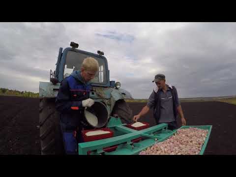 Видео: Про Чеснок 2018: продолжаем сеять чеснок в зиму. Часть вторая.