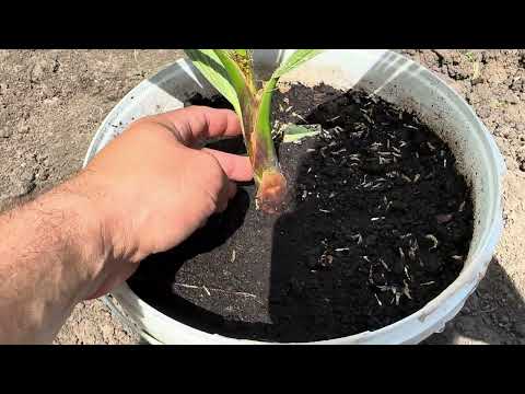 Видео: Чем болеют кипарисы и как их лечить. Новая клумба. Пальмы