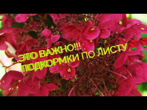 Видео: ПОДКОРМКИ ГОРТЕНЗИИ ПО ЛИСТУ.!!  СРОКИ ВНЕСЕНИЯ УДОБРЕНИЙ 👇👇👇