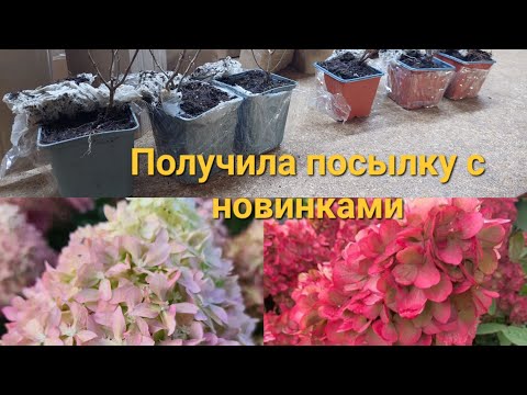 Видео: Распаковка посылки .Гортензии Бонфаер и Пиксио