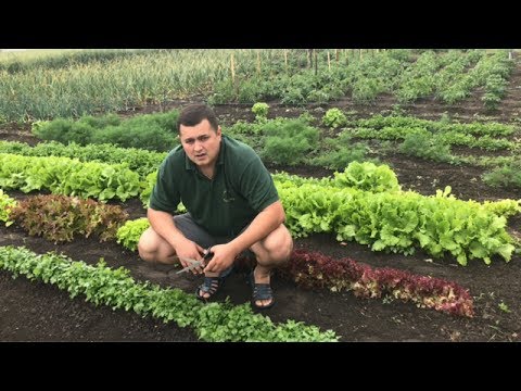 Видео: ШАШЛЫК С КИНЗОЙ "Моё Мнение"