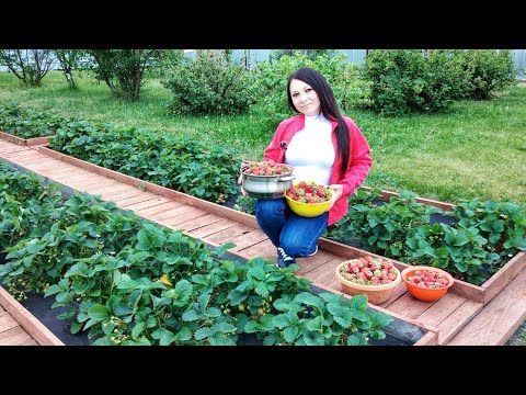 Видео: НЕБЫВАЛЫЙ УРОЖАЙ, собираю клубнику ведрами. Крупные ягоды. Обзор клубники.