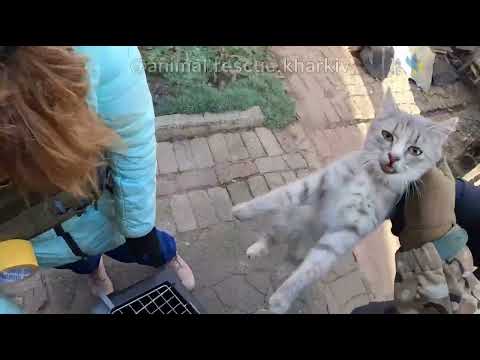 Видео: 2.12 Евакуація тварин із Забахмутки, коли це ще було можливо