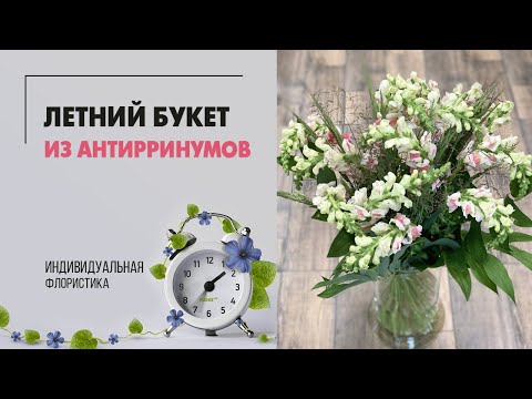 Видео: Букет или цветок - что дарить? | Антирринумы хороши в монобукете - букет из одного вида цветов