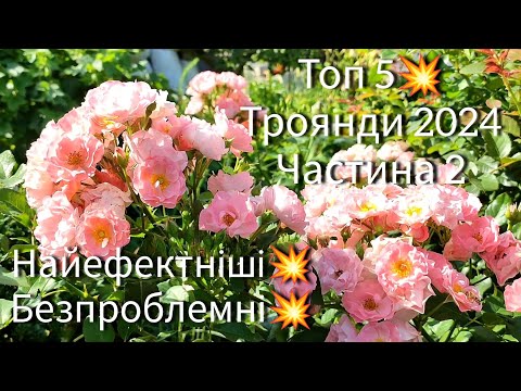 Видео: Троянди най - най🌹, фаворити 2024💥. Частина 2