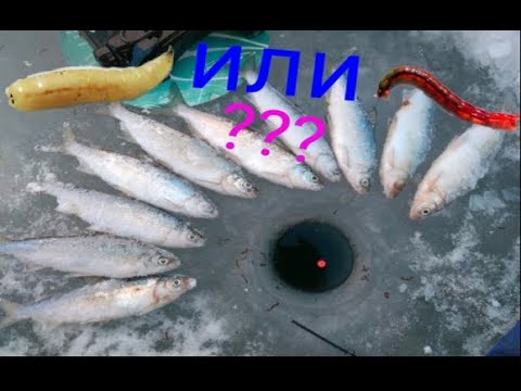Видео: Озеро Червяное ловля Сига- Опарыш или Мотыль. что лучше?