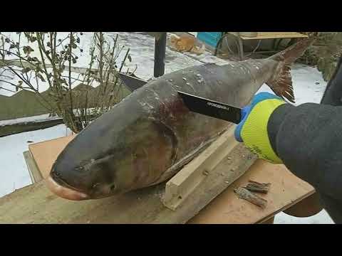 Видео: Толстолобик холодного копчения стейками.