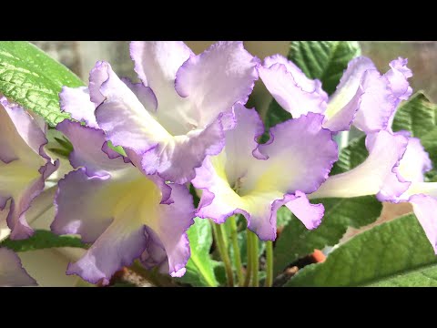 Видео: Настоящее СОКРОВИЩЕ! Цветение моей КОЛЛЕКЦИИ стрептокарпусов и фиалок. Обзор цветения.