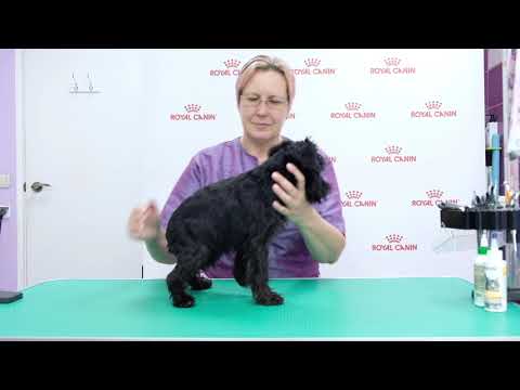 Видео: Щенок ЦВЕРГШНАУЦЕРА.Правила ухода. Содержание, груминг. Руководство пользователя.