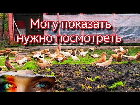 Видео: Голуби как 30 + меня УДИВИЛИ