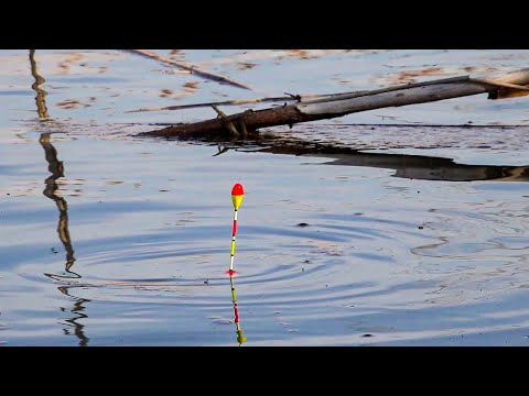 Видео: ОНО ВЫКЛАДЫВАЕТ ПОПЛАВОК под КАМЫШИ! Душевная рыбалка в тихом месте.