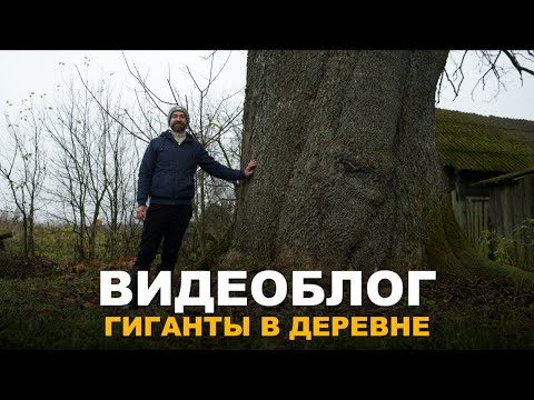 Видео: ВИДЕОБЛОГ: НАШИ МЕСТНЫЕ ДОСТОПРИМЕЧАТЕЛЬНОСТИ и работы на участке.