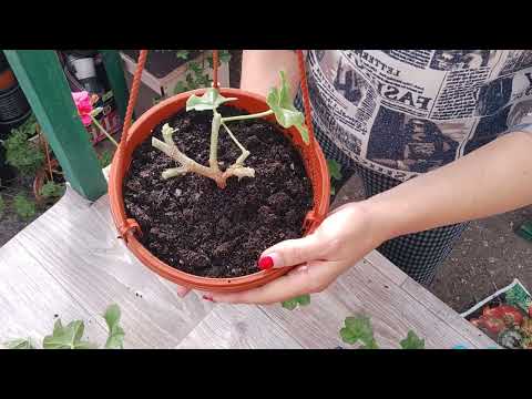 Видео: Формирую и ставлю на укор ампельную пеларгонию 🌱