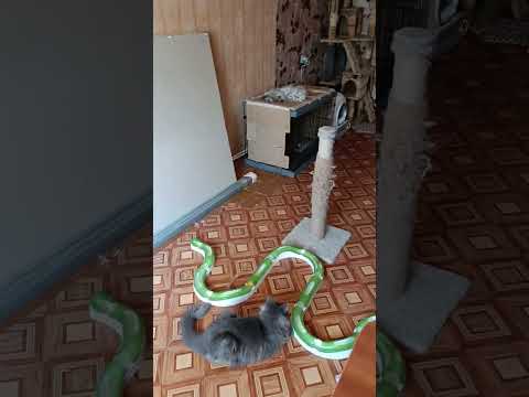 Видео: И ЭТО НАЧАЛО🙀. ЧТО БУДЕТ ДАЛЬШЕ?? 🙀🙀🙀