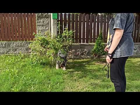 Видео: Миттельшнауцер. Занятие второе.