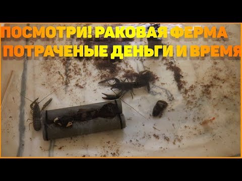 Видео: ПОСМОТРИ! РАКОВАЯ ФЕРМА - ПОТРАЧЕННЫЕ ДЕНЬГИ И ВРЕМЯ!